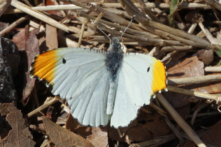 Falcate Orangetip