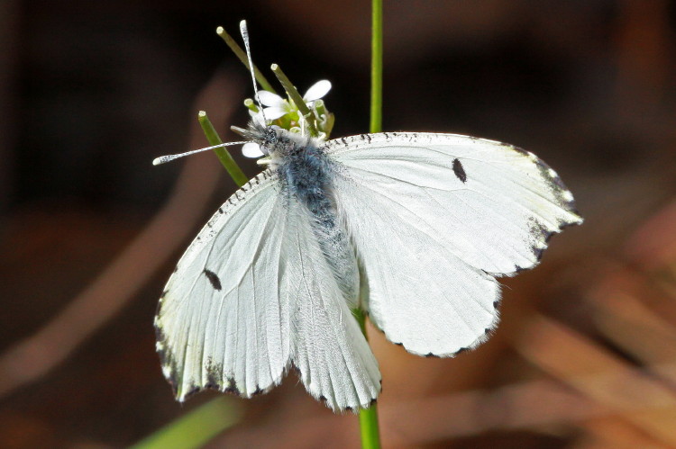Falcate Orangetip