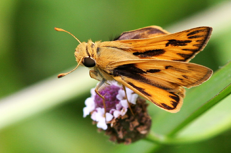 Fiery Skipper