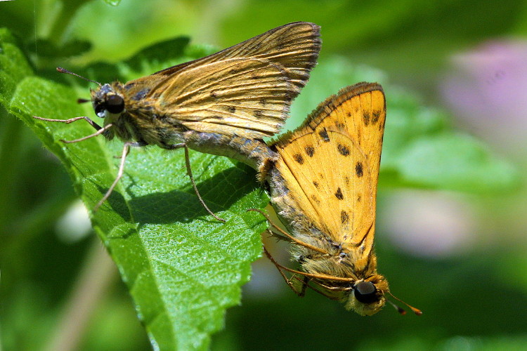 Fiery Skipper