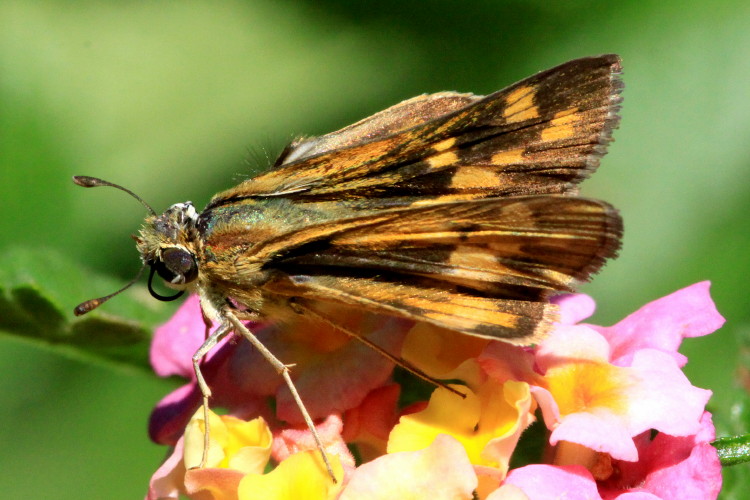 Fiery Skipper