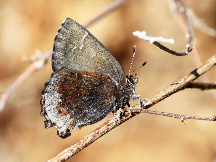 Frosted Elfin