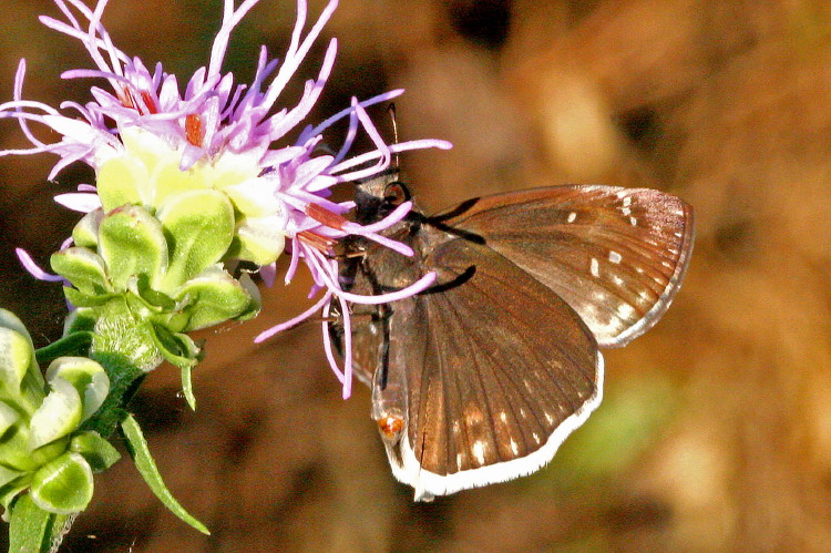 Funereal Duskywing