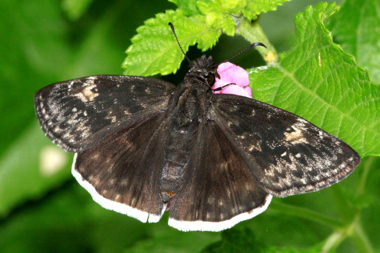 Funereal Duskywing
