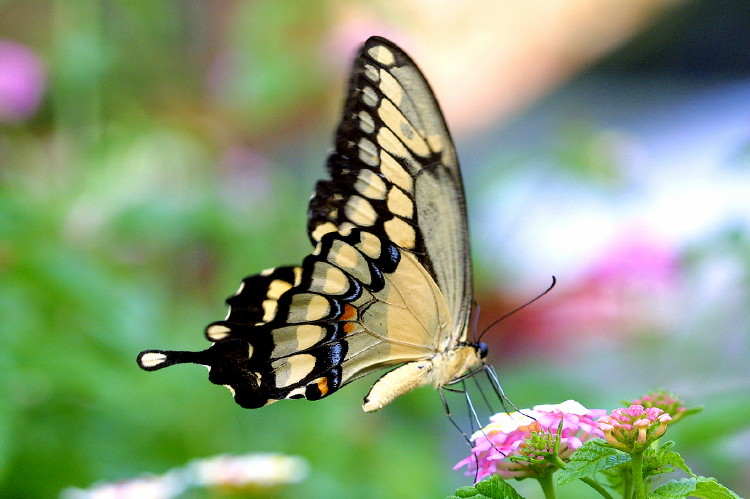 Giant Swallowtail