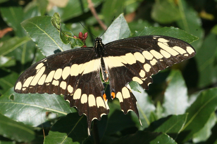 Giant Swallowtail
