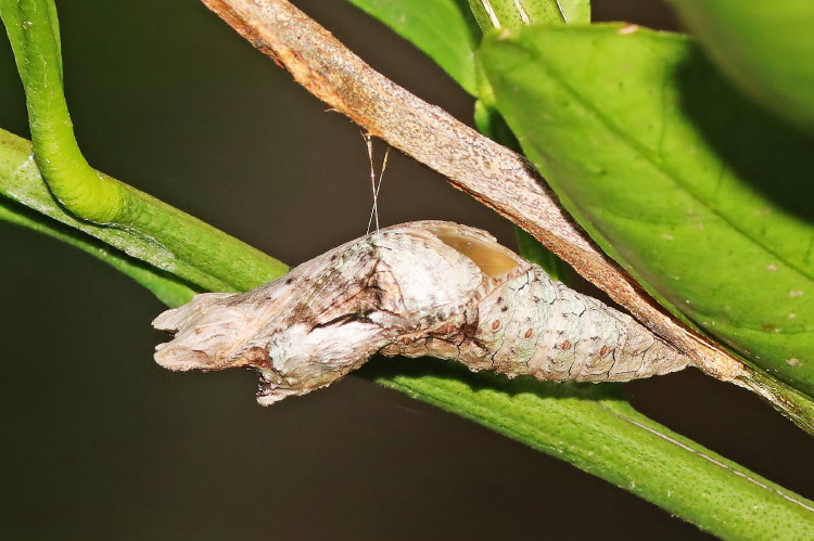 Giant Swallowtail Chrysalis