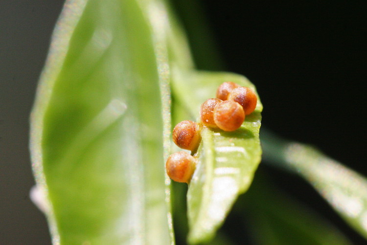 Giant Swallowtail Eggs