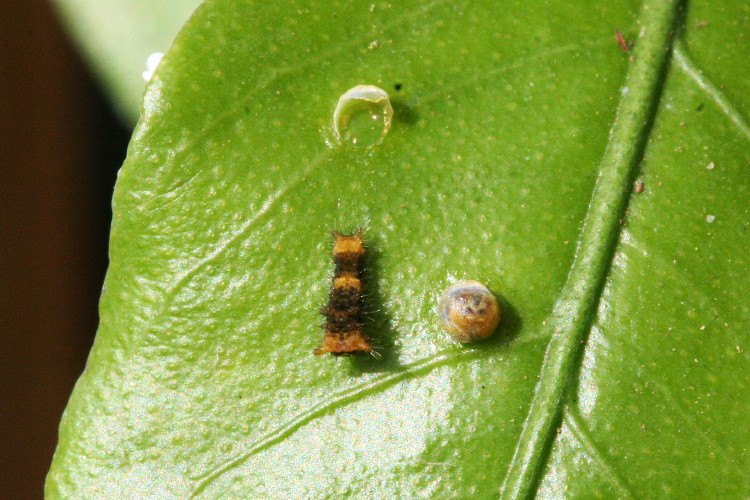 Giant Swallowtail Egg & Caterpillar