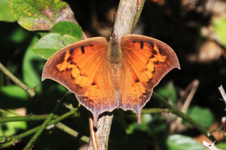 Goatweed Leafwing (female)