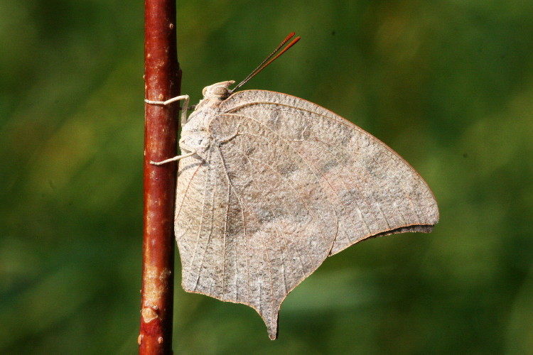 Goatweed Leafwing