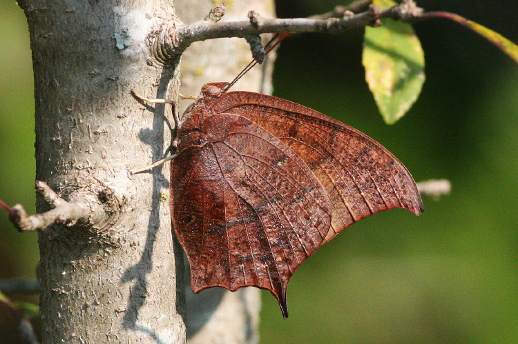 Goatweed Leafwing