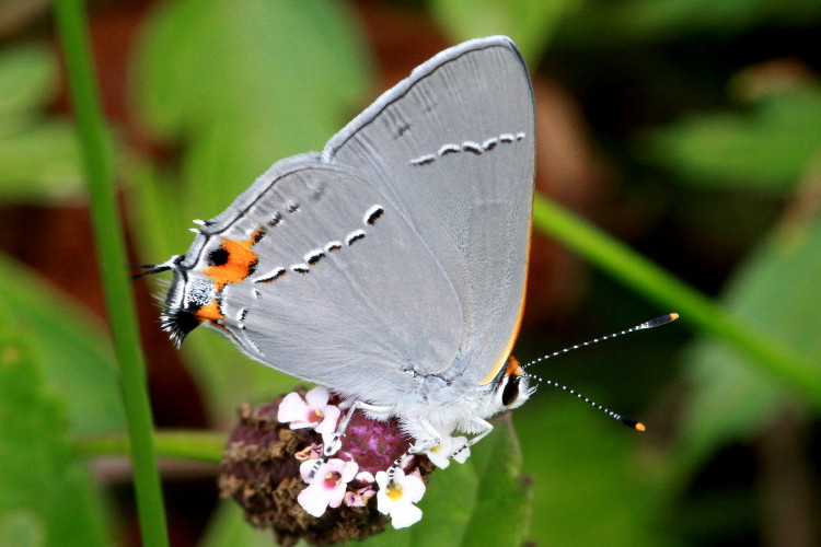 Gray Hairstreak