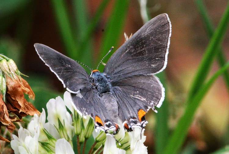 Graay Hairstreak