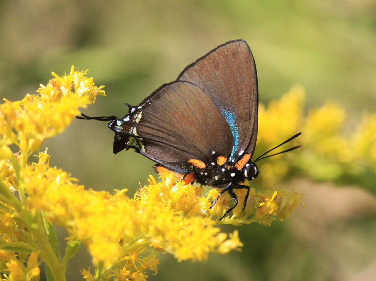 Great Purple Hairstreak