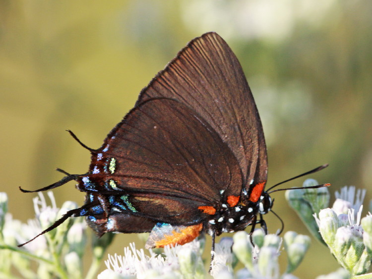Great Purple lHairstreak