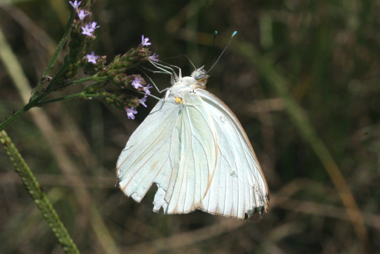 Great Southern White