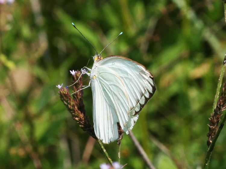 Great Southern White