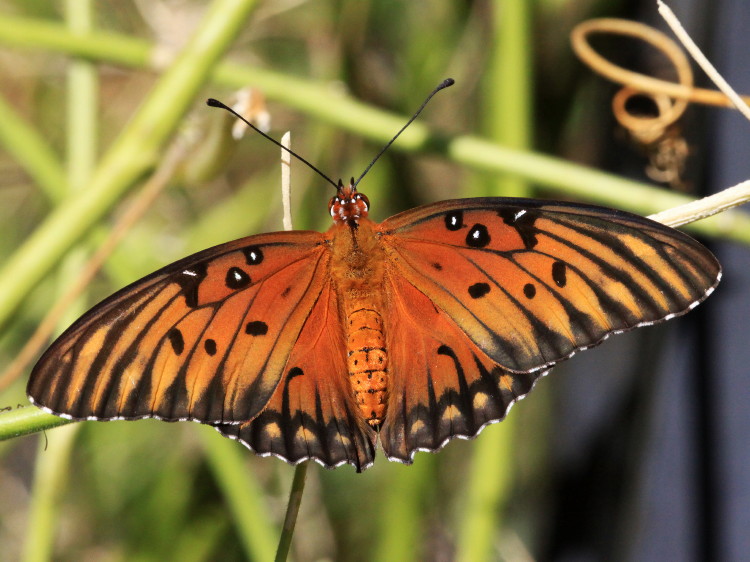 Gulf Fritillary