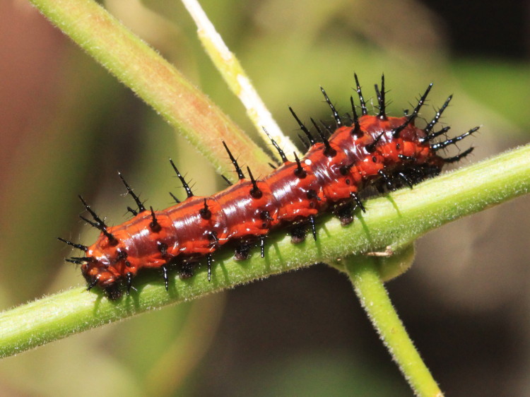 Gulf Fritillary Caterpillar