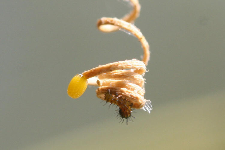Gulf Fritillary Egg
