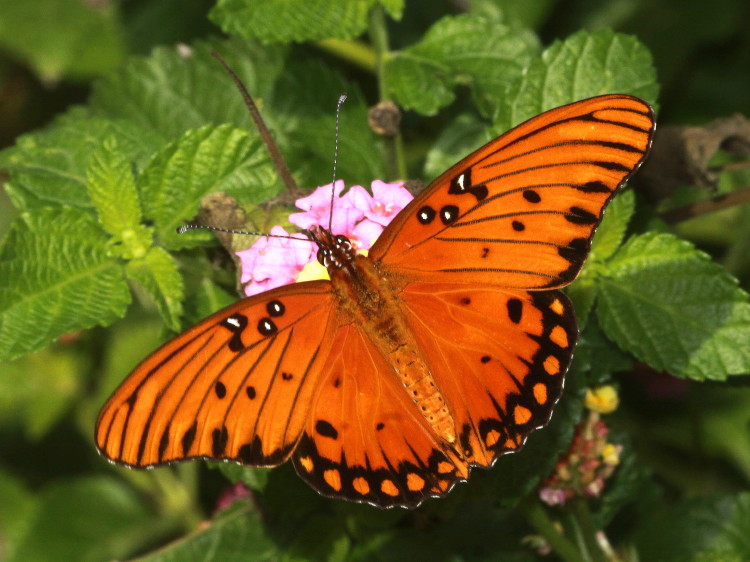 Gulf Fritillary