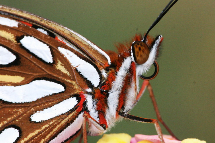 Gulf Fritillary