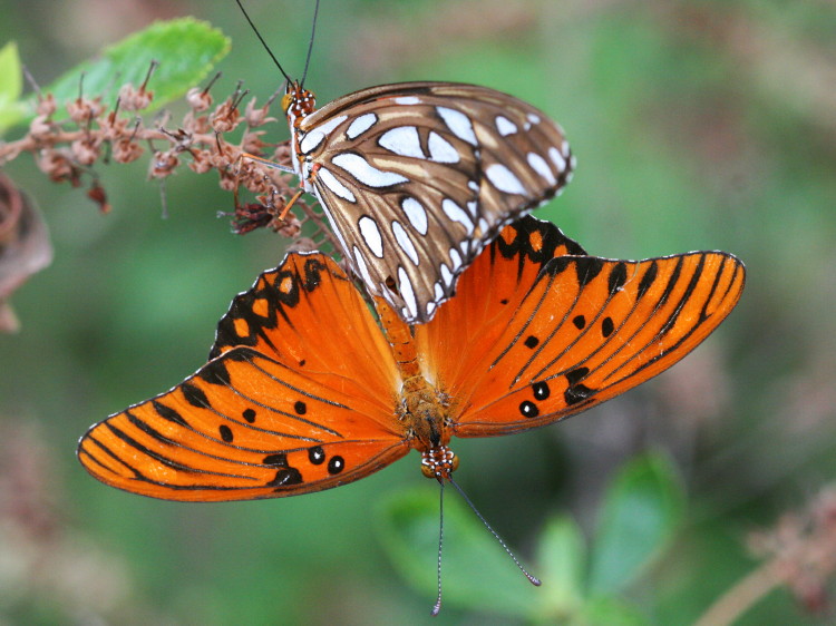 Gulf Fritillary