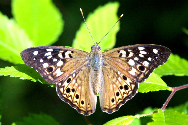 Hackberry Emperor