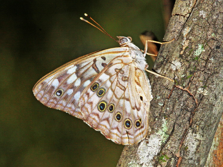 Hackberry Emperor