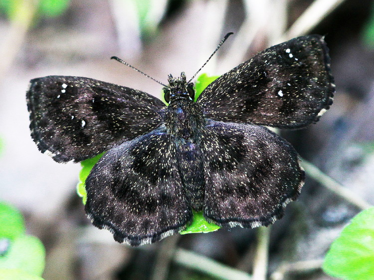 Hayhurst's Scallopwing