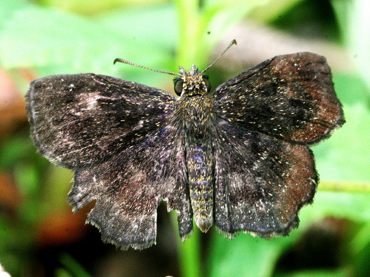 Hayhurst's Scallopwing