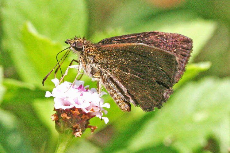 Hayhurst's Scallopwing