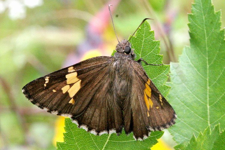 Hoary Edge