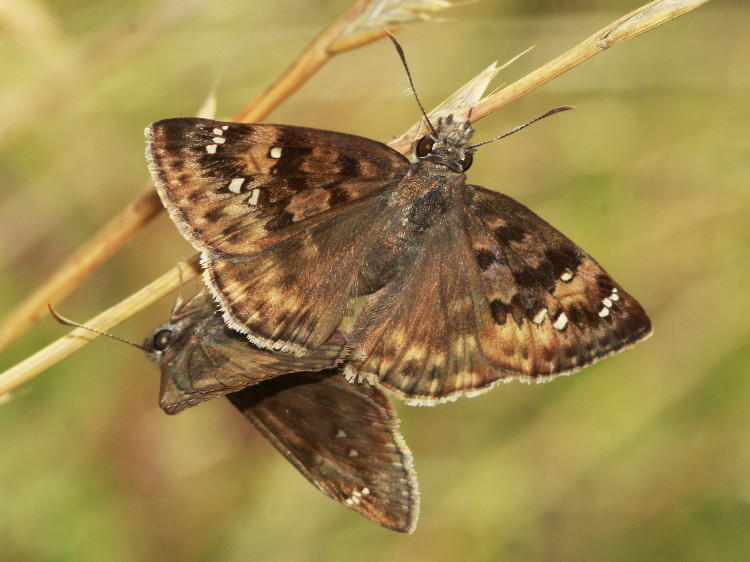 Horace's Duskywing