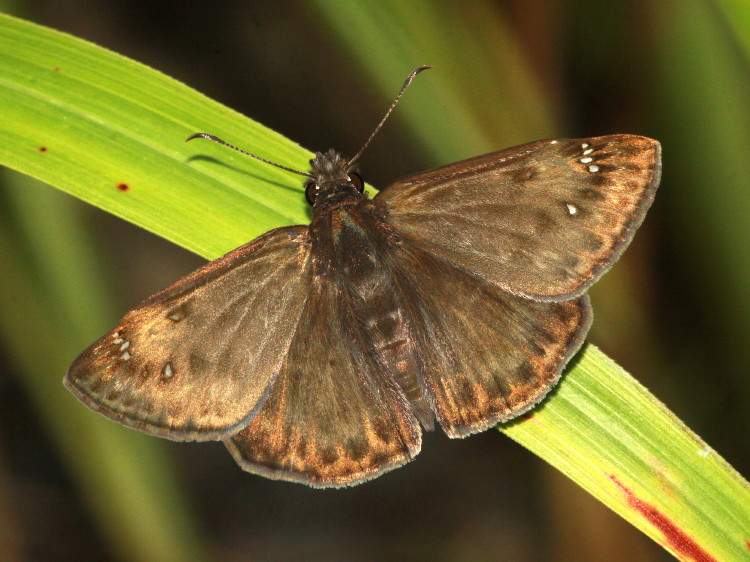 Horace's Duskywing