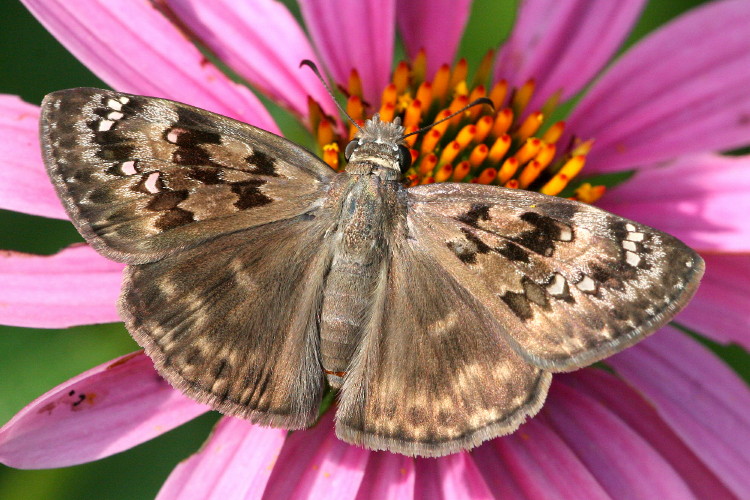 Horace's Duskywing (female)