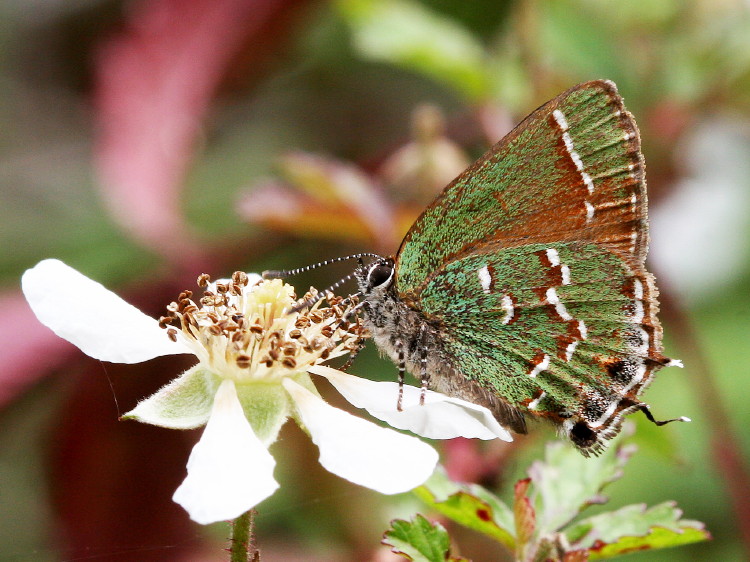 Juniper Hairstreak