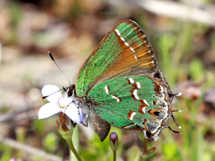 Juniper Hairstreak