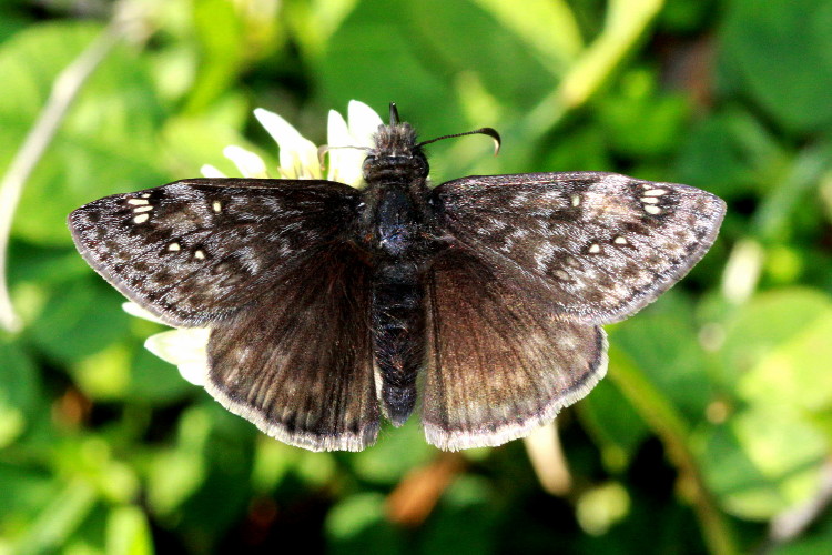 Juvenal's Duskywing