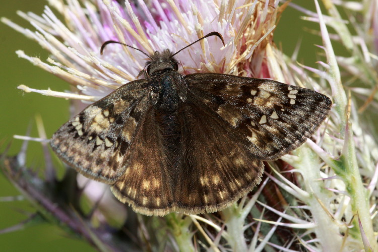 Juvenal's Duskywing