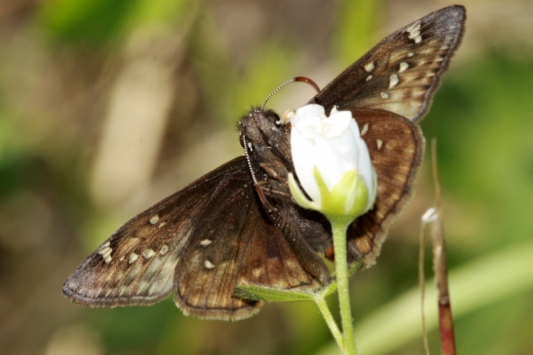 Juvenal's Duskywing