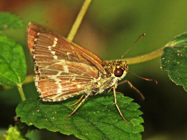 Lace-winged Roadside Skipper