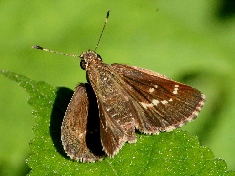 Lace-winged Roadside Skipper