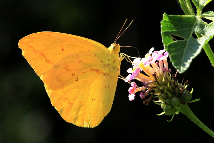 Large Orange Sulphur