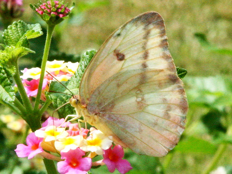 Large Orange Sulphur