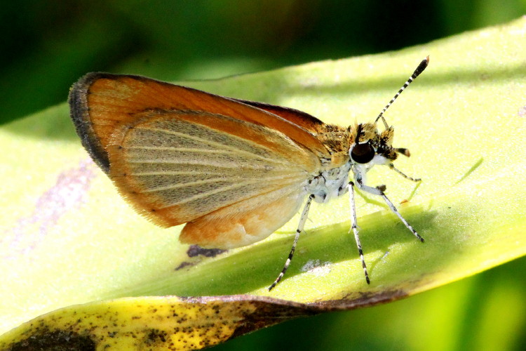 Least Skipper 