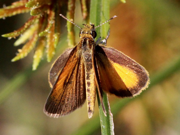 Least Skipper 