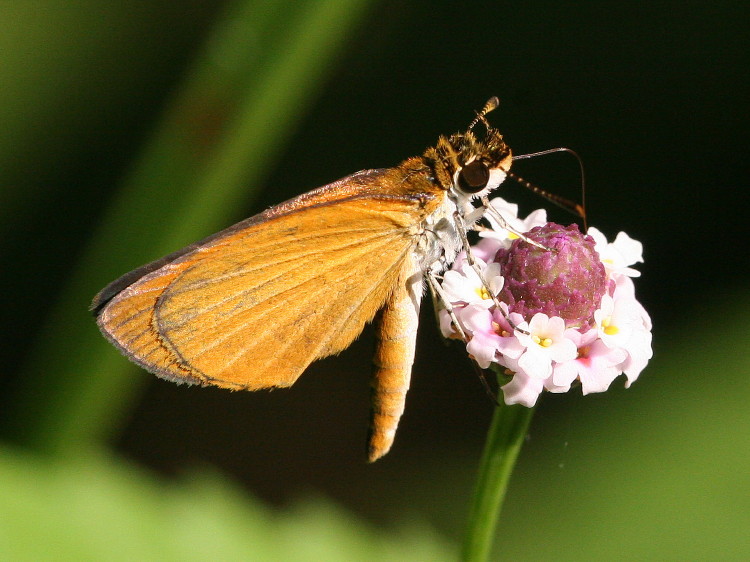 Least Skipper 