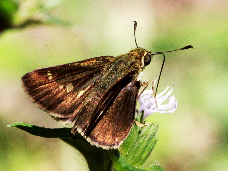 Little Glassywing